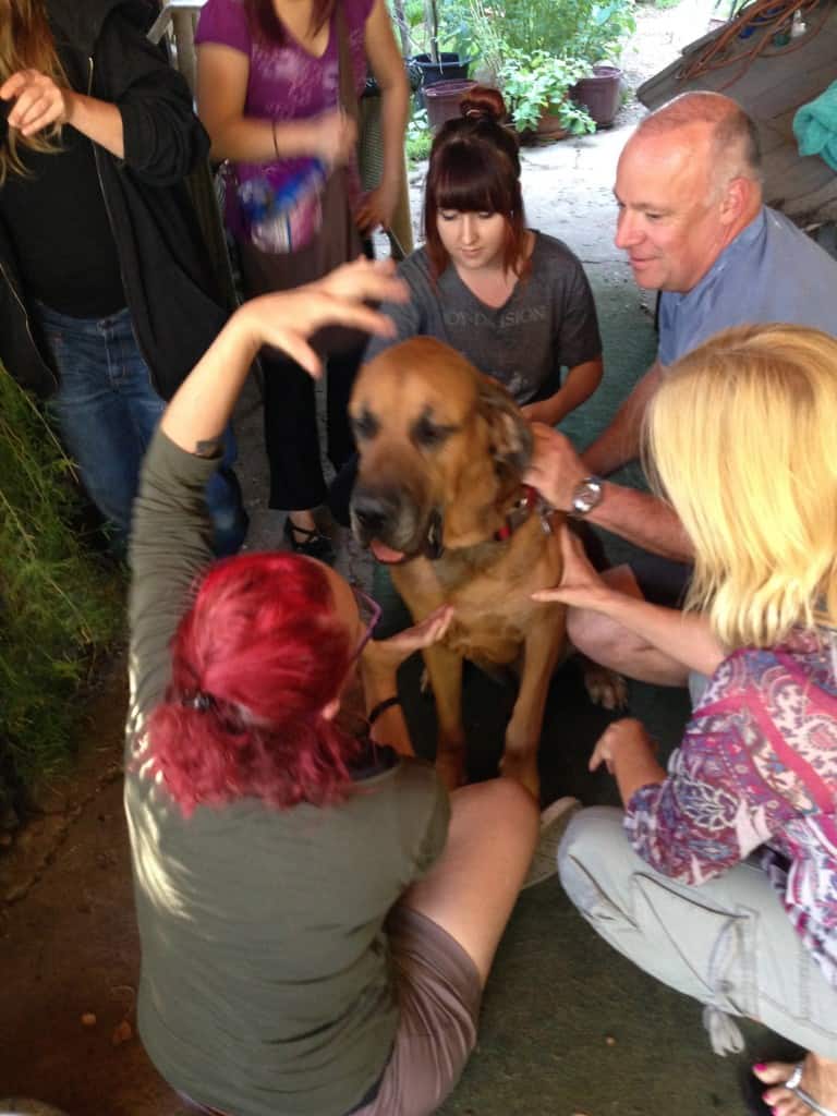 Instructor guiding students in palpating canine muscle groups and bony landmarks