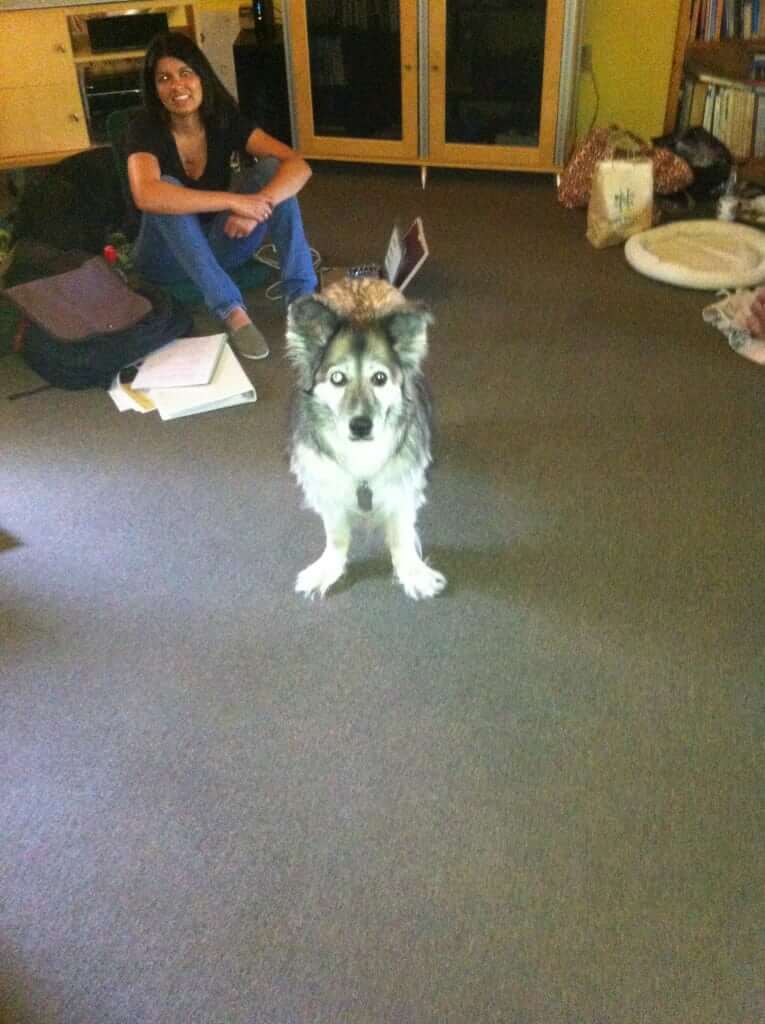 A husky standing in proper stack position during a canine conformation lesson