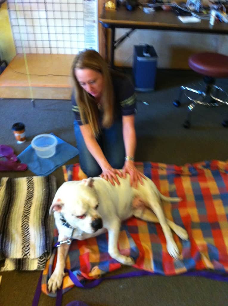 Student massaging a large dog resting on a colorful blanket in class