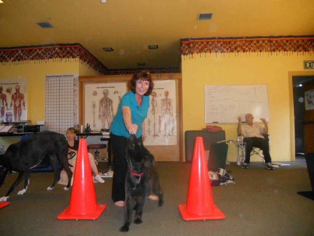 Instructor guiding a dog through orange agility cones in a fitness session