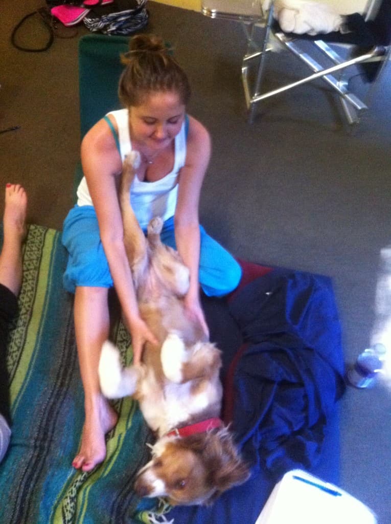 Student practicing gentle leg stretches and range of motion on a small dog