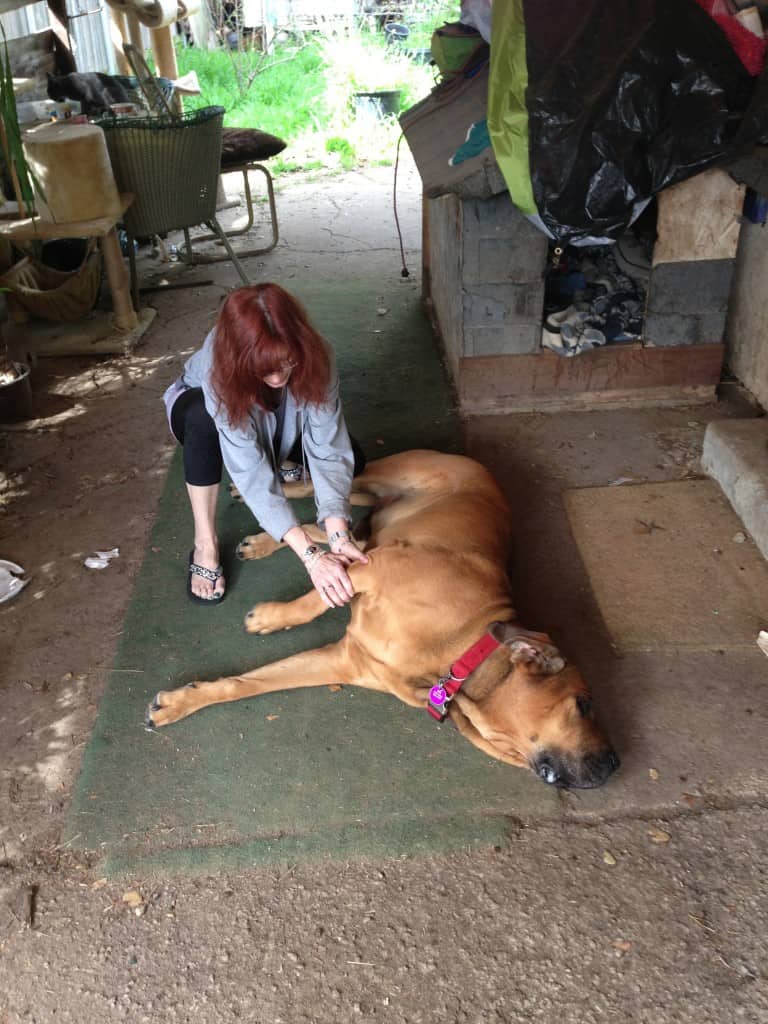 Student performing stretching and massage techniques on a dog on a floor mat