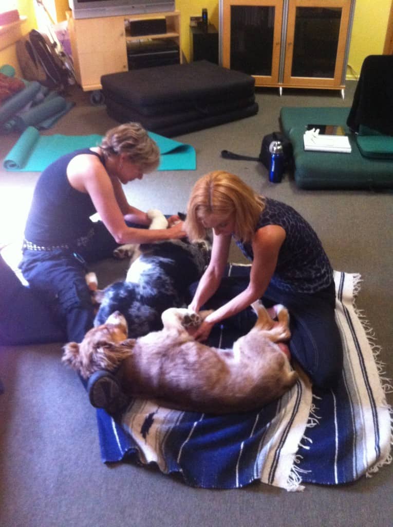 Student demonstrating myofascial release on a dog