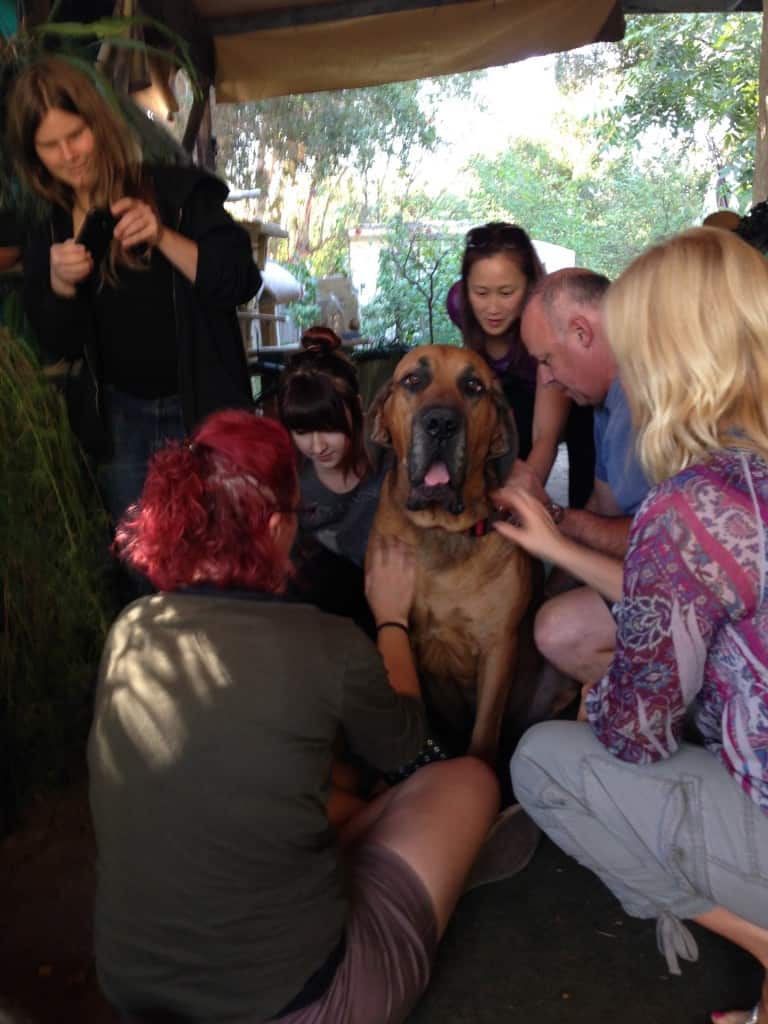 Students gathered around practicing canine bodywork on a dog during class
