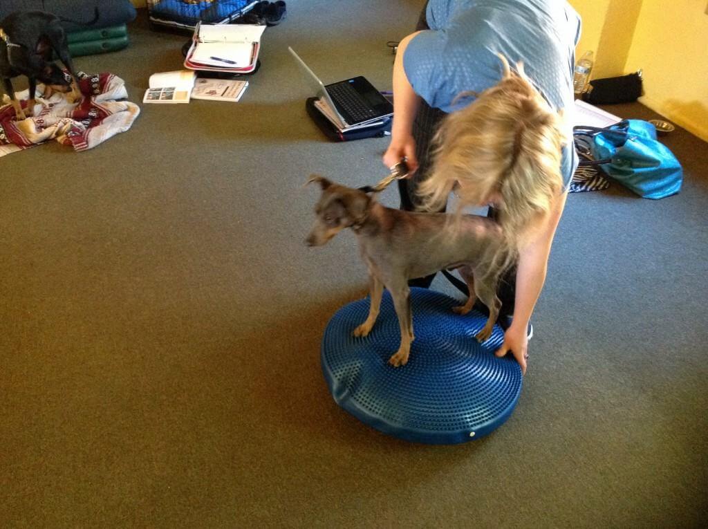 Small dog balancing on a blue inflatable fitness disc during canine exercise