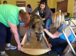 Canine Pilates Class