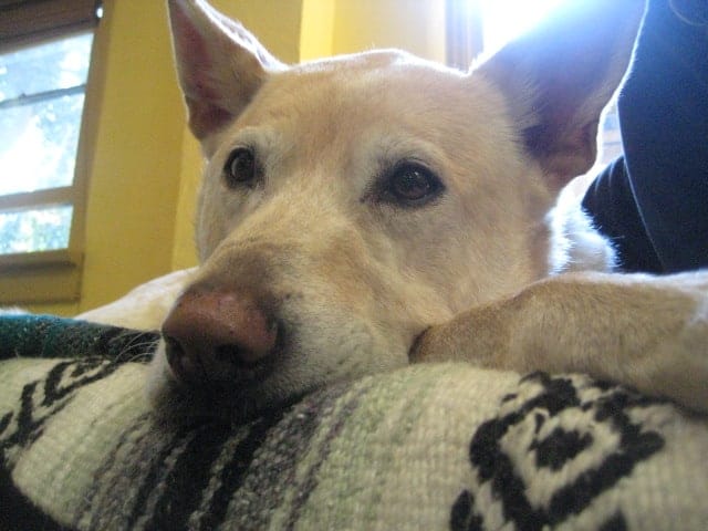 Close-up of a calm yellow lab resting comfortably after a massage session