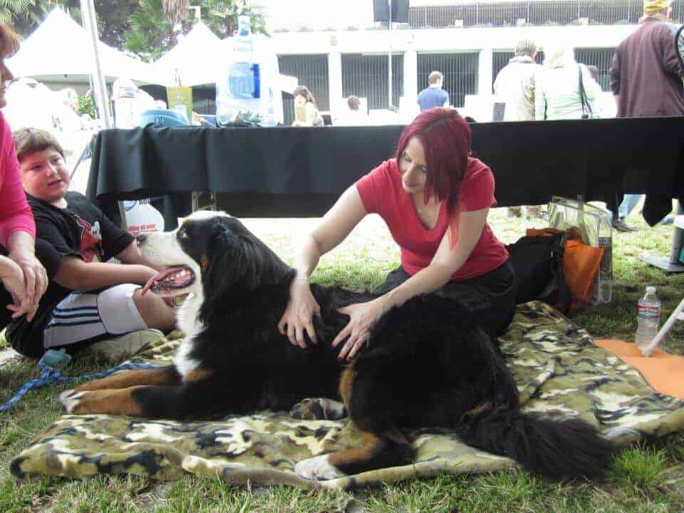 Student Amber performing canine massage techniques on a black dog outdoors
