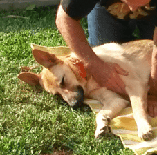 Canine massage therapist performing holistic massage on a dog outdoors