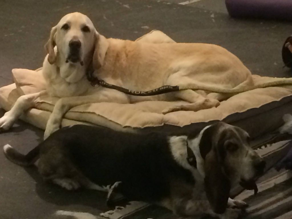 Two Dogs In Massage Class
