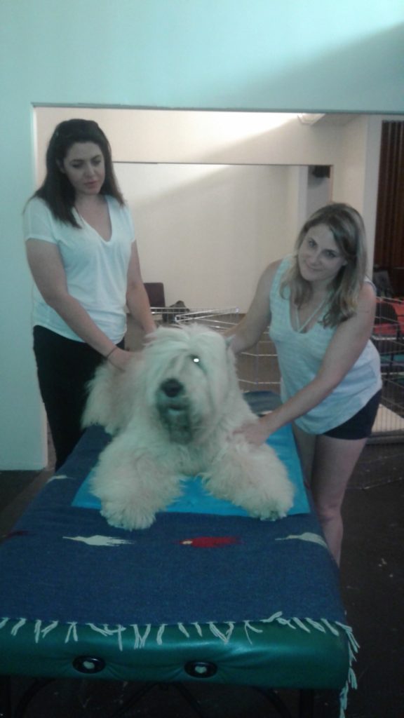 Dog Getting Massaged