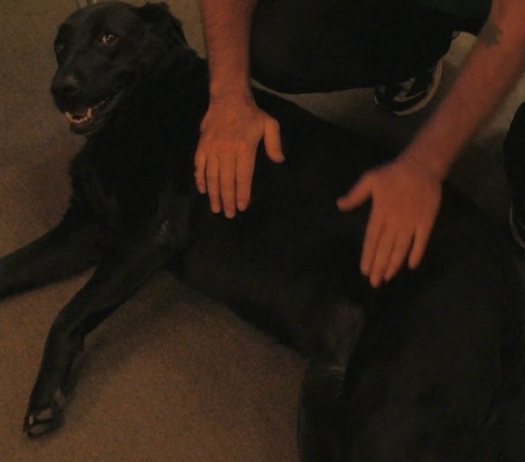 Myofascial Release On Dog