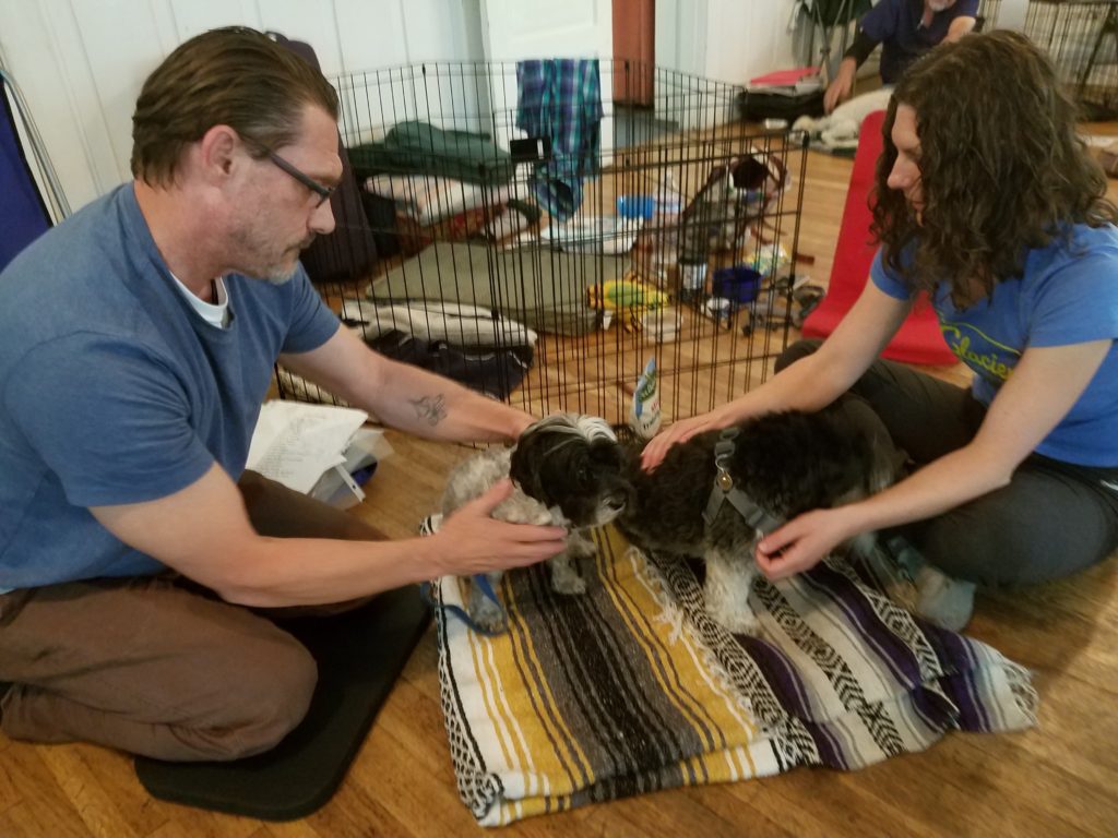 Two massage students applying dual practitioner massage techniques to a dog