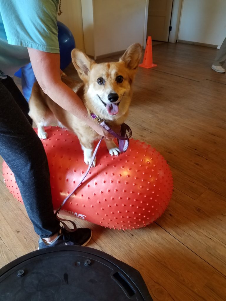 Dog balancing paws on a red fitness peanut ball during canine rehabilitation exercise