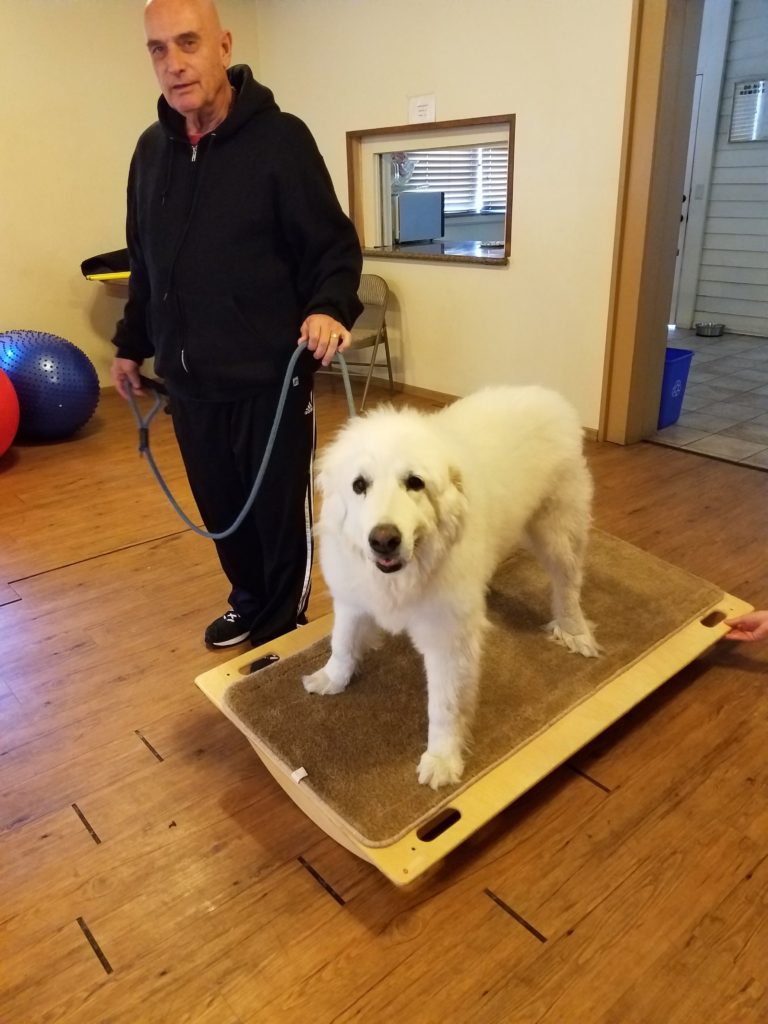 Student guiding a large white Great Pyrenees dog across an agility balance board