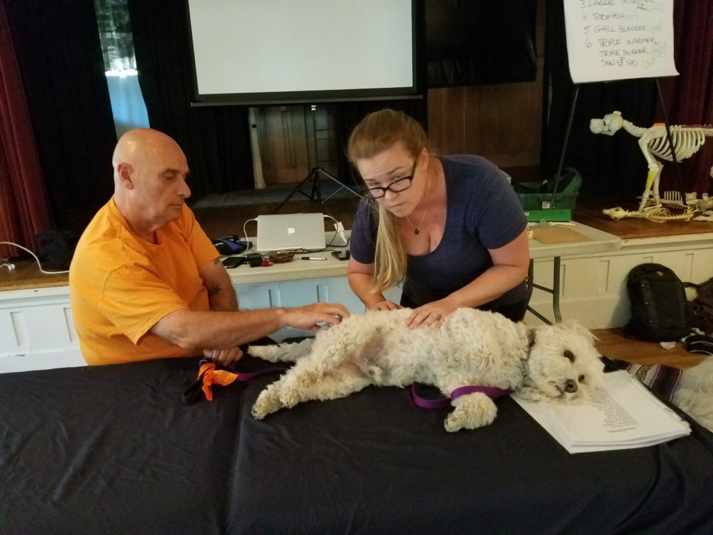 Student practicing bodywork techniques on a small black dog on an elevated table