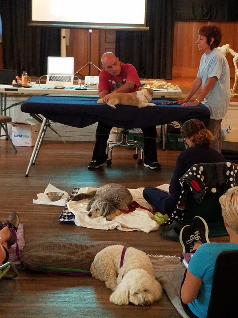 Instructor guiding students performing table massage on dogs in classroom