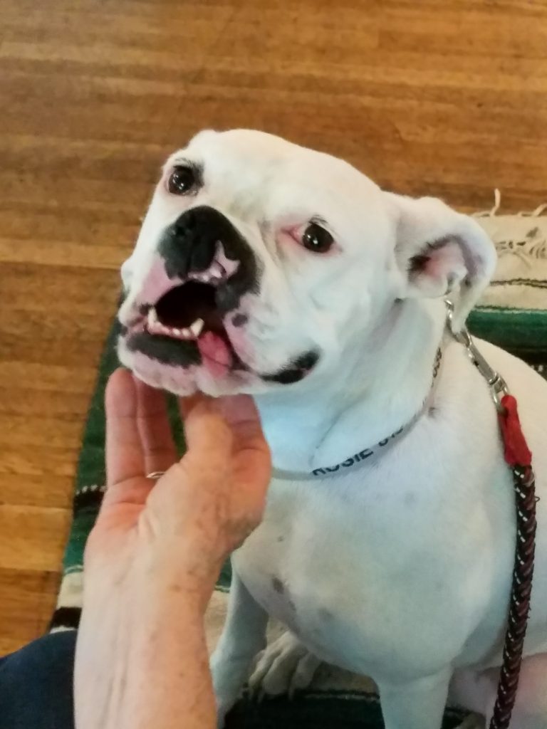 Rosie loves her massages