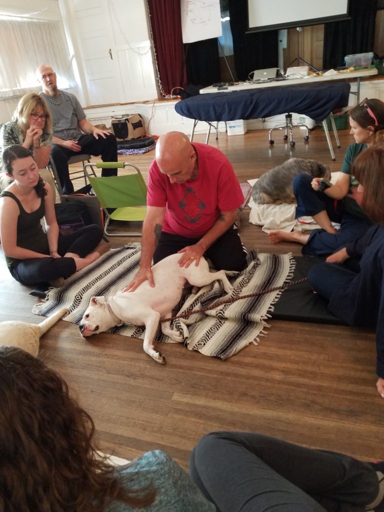 Student practicing hands-on dog massage techniques on a floor mat in class