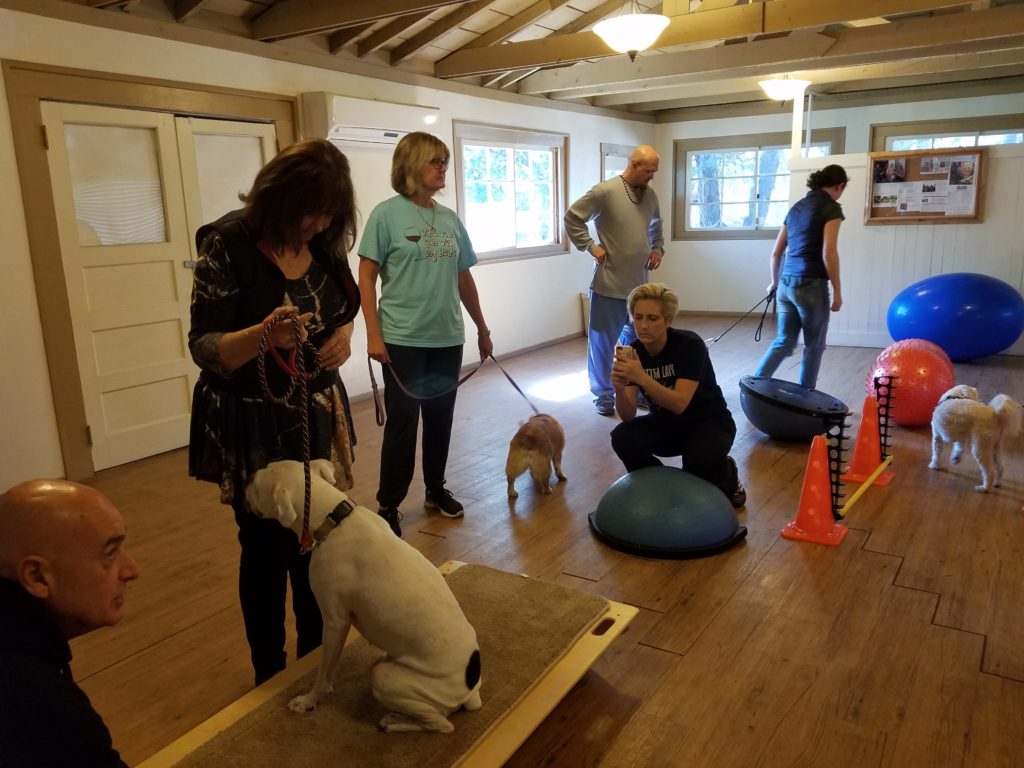 Students practicing canine physical therapy techniques during onsite class at Ojai School of Canine Massage